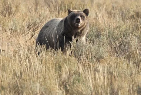 Trail Walker Injured by Grizzly in Yellowstone Transported to Trauma Center