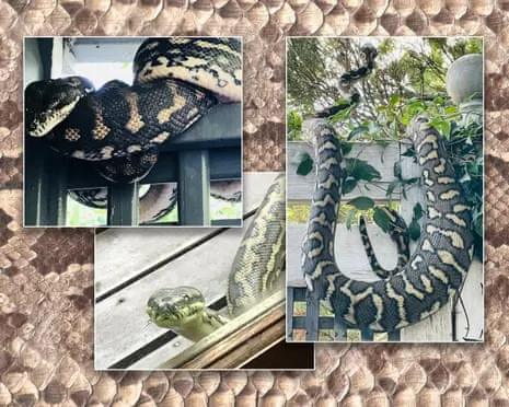 Accepting my Serpents in the Overhead Space: An Evolution from Fear to Respect